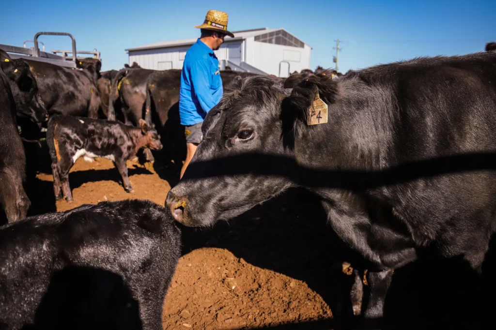 Case Study: How Australia Became One of the Largest Beef Exporters
