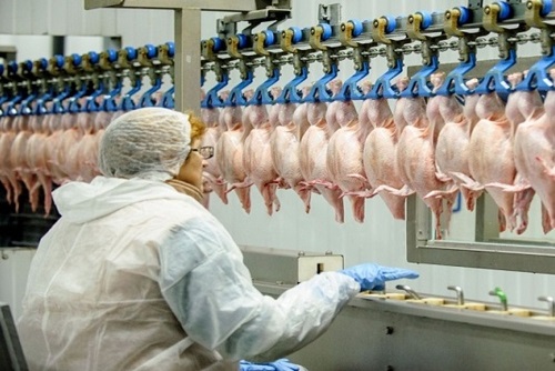 How Exporting Frozen Chicken Breast Differs from Whole Frozen Chicken