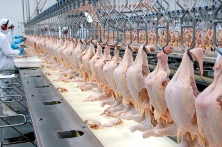 Brazil Top Chicken Exporter 2026