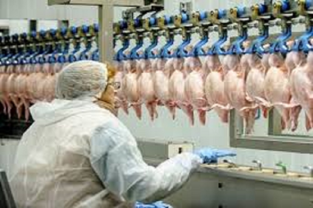 Frozen Chicken Wholesale Supplier from Brazil: Bulk Export Solutions for Global Distributors