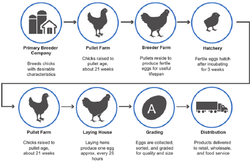 Poultry Cold Chain Management