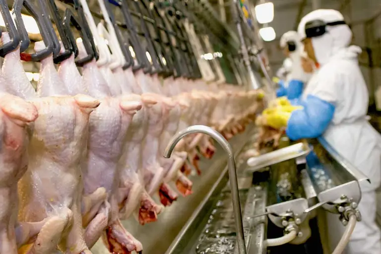 Poultry Export Company in Brazil