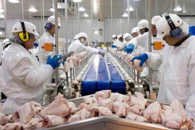 Chicken Wings - Image 3